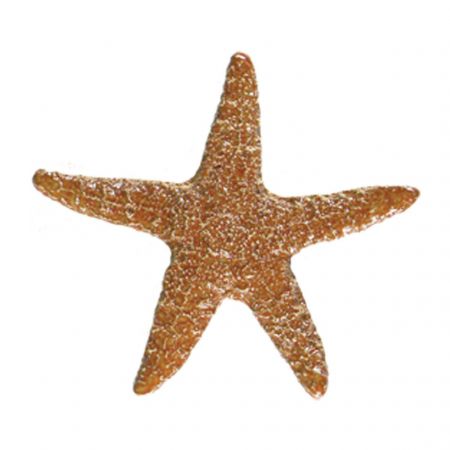 Starfish Brown