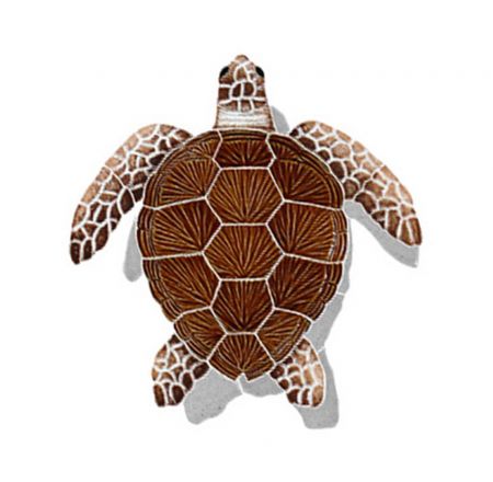 Loggerhead Turtle with Shadow Brown