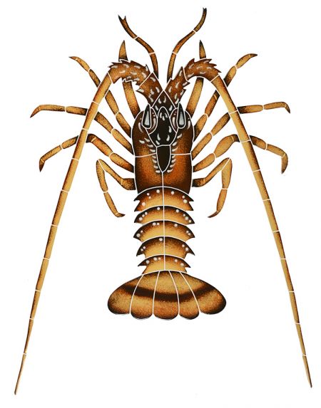 Spiny Lobster